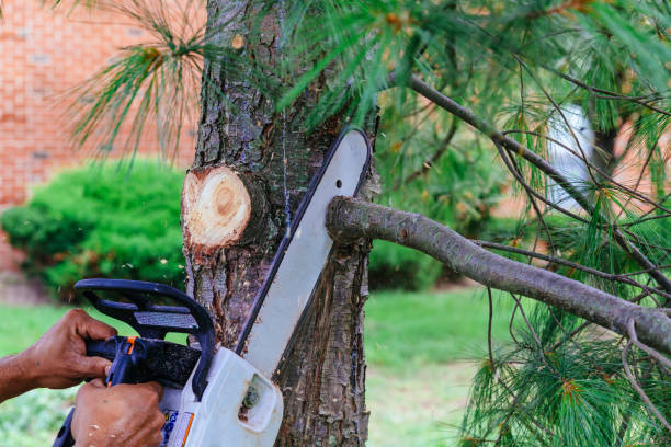 Best Tree Branch Trimming  in Elko, NV